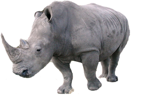Rhino PNG-24792
